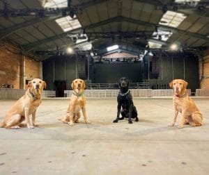 General Purpose vs Detection Dogs What’s the Difference?