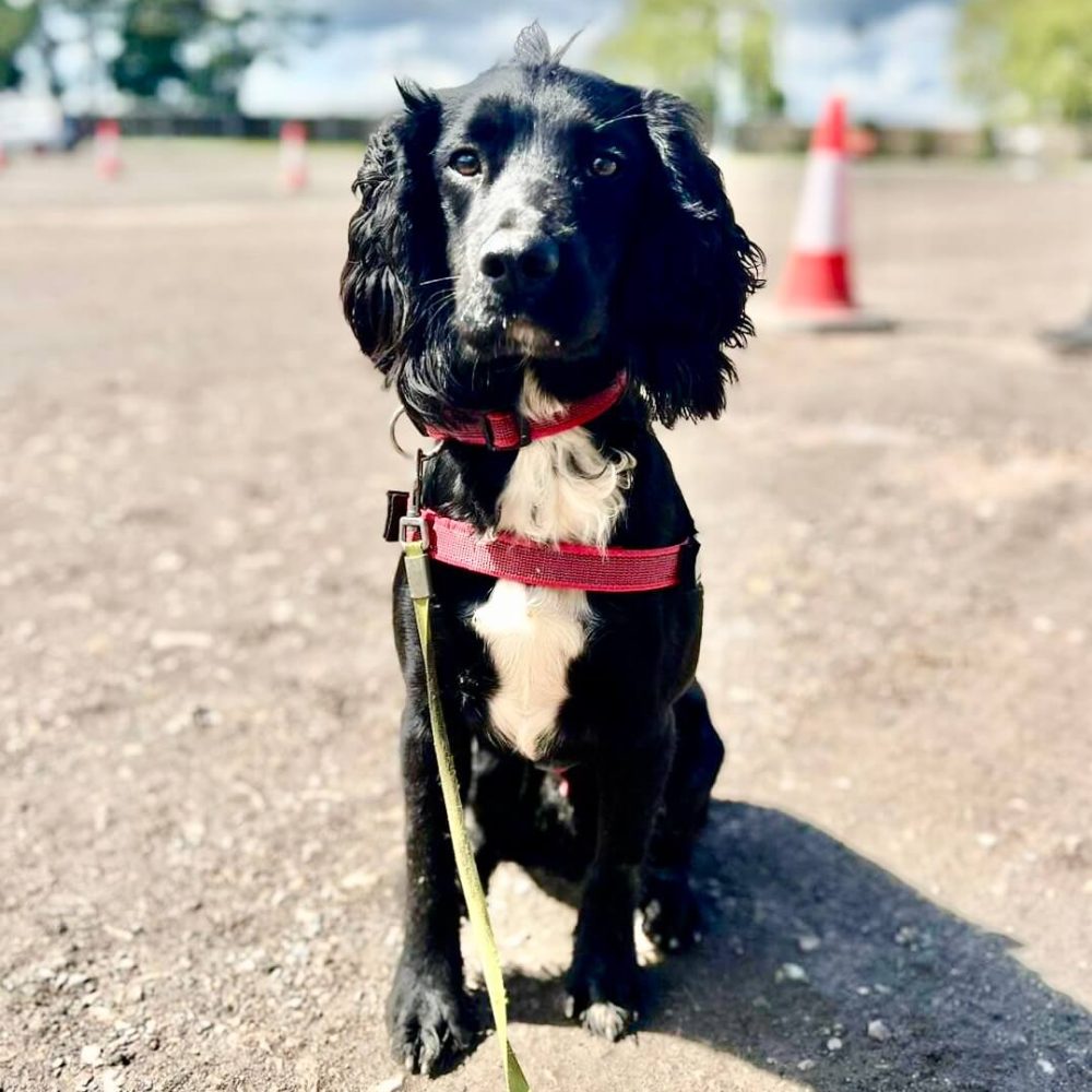 Detection-Dogs