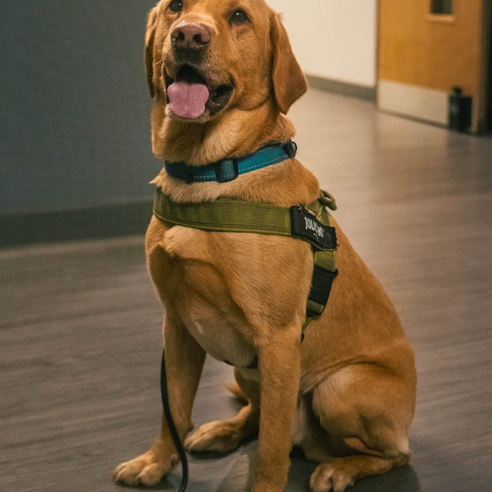 General Purpose Security Dogs